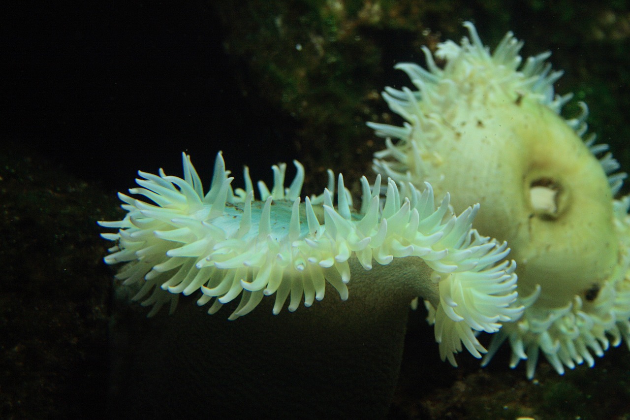 How to Reduce Your Impact in Australia’s Ningaloo Reef